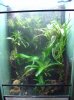 vivario pumilio.JPG 1.JPG