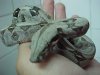 boa constrictor bebe 2.JPG