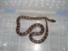 lampropeltis mexicana.jpg