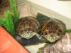 tortugas redu.JPG
