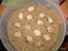 huevos trachemys 2.JPG