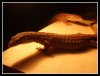 Varanus_acanthurus_5_by_BraveMurderer.jpg