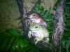 litoria 1.jpg