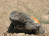 uromastyx asmussi.GIF