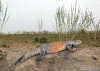 Uromastyx loricatus.GIF