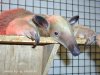 anteater_lesser.jpg