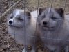 Arcticfox1.jpg