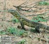 varanus_niloticus_db6937.jpg