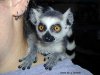 lemur_ringtail4.jpg
