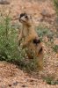 Z-JamesPhelps-utahprairiedog3.jpg