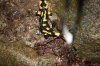 salamandra salamandra.JPG