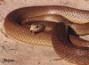 Reptile-003-TaipanSnake.jpg