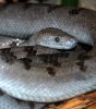 Abaco_Island_boa_08_10.jpg