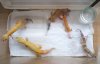 geckas2.JPG