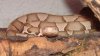 agkistrodon contortrix.jpg