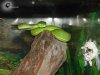 Trimeresurus albolabris (7).jpg