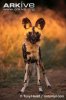 African-wild-dog.jpg