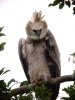Harpy Eagle copy.jpg