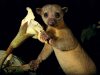 kinkajou_596_600x450.jpg
