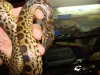 Anaconda (6).jpg