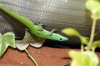 phelsuma.jpg