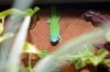 Phelsuma 3 .jpg