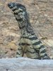 300px-Goanna_Varianus_varius.jpg