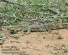 varanus_albigularis_ad3397.jpg
