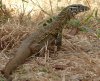gamNileMonitorLizard2GAM07n.jpg