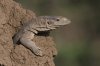 008Savannah-Monitor-BINNS-IMG_.jpg