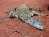 Varanus Giganteus 2.jpg