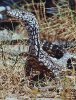 Varanus Giganteus.jpg
