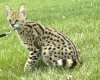 savannah%20cat1.jpg