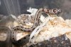 Lampropeltis mexicana thayeri %22plettet%22.jpg