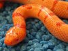 Lampropeltis mexicana thayeri (extremly orange form) X Lampropeltis ruthveni (albino form).JPG