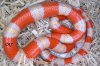 L.t.h albino tricolor.JPG