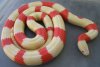 L.t.h. albino tricolor 2.jpg