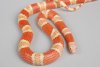 L.t.h. albina tangerina.jpg