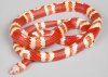 L.t.h albina tangerina roja 2.jpg