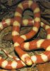 Lampropeltis pyromelana woodini albina.jpg