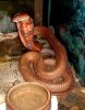 11586RedKingCobra-med.jpg