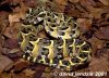 Bitis-arietans.jpg