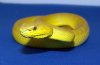 Trimeresurus-albolabris-insularis--Wetar-Island.jpg