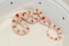 Lampropeltis m. mexicana x ruthveni 2.jpg