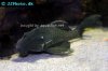 blue-eyed-pleco-profile.jpg