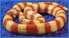 Lampropeltis_ruthveni_albino invertido.jpg