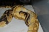 enchi butter X pastel (2).JPG