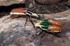 Mecynorhina torquata ugadensis, dos colores.jpg