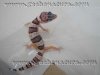 GECKO-A.jpg
