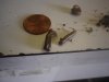 IMGP0567.JPG